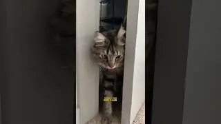Door Buddy Door Strap 🙌 #doorbuddy #petdoor #catsanddogs #catsofusa #dogsofusa #catdoor #petgate