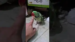 Cleaning #parrots beak #shorts