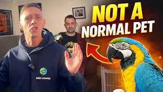Living With A Macaw Is NOT What You Think&hellip;
