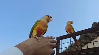 Pineapple parrot  kya khata hai    | pineapple conure parrot is in flying the sky