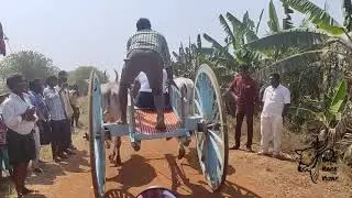 yellamilli state level kilometre bull race 5th prize winner Revanth muparthipadu