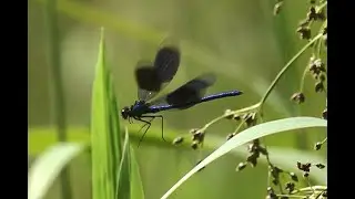 Weidebeekjuffer Calopteryx splendens, vliegend mannetje