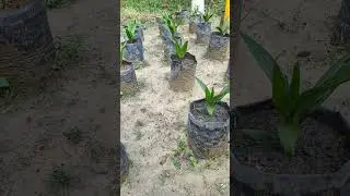Bibit Sawit #Yangambi umur 3 bulan HST