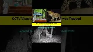 leopard capture on Tirupati Andhra Pradesh India #leapord #catching #tirupati #reels #shorts