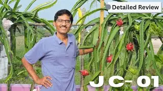 JC 01 Dragon Fruit Taste Review || Best Commercial Variety || Beauty of Nature || Nilkamal Das