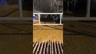 Cleaning cow Barn - asmr #shorts #fyp