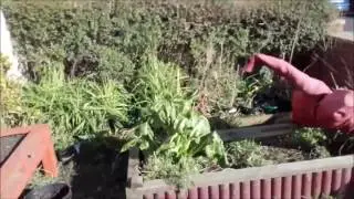 Mondo Loco HQ 2017   Episode 01  Baby Trees and Eternal Salad