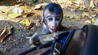 Adorable Monkey Tobias Want To Check Some food for His mother | Tobias Happy Everyday, Although.....