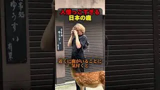 人懐っこすぎる日本の鹿