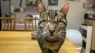 Sweet blind cat 🥰