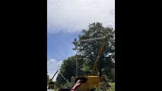 Tree Trimming in Port Medway