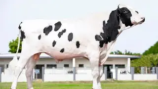 🔥 This German Super Bull 🇩🇪 Could Make Farmers Millionaires! 🧬🐄 A2A2 Milk Secret