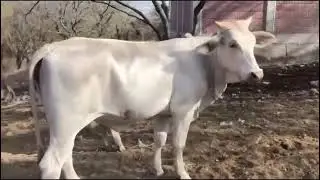 Video variado terneras n venta
