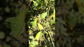#shorts BEE WILD LIFE #relaxing #nature #bee #spring #primavera #4k