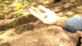 HomeTowne TV Presents: Cicadageddon