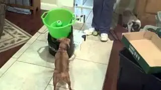 Harley learning the GoDogGo Fetch machine part 2