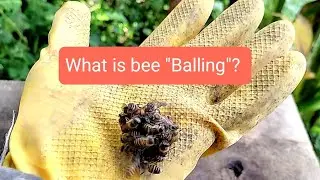 How do honey bees defend themselves from predators? Best raw honey.