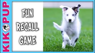 FUN RECALL GAME - puppy training come recall