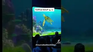 Turtle soup sounds busin 🐢 #shorts