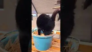 Flow the Cat in a Bucket &ndash; Cutest Cozy Spot Ever! 😻🪣