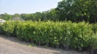 Top screening Tree For Large Properties