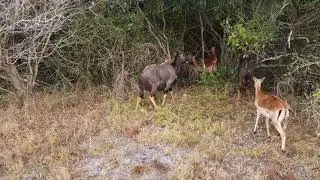 Nyalas