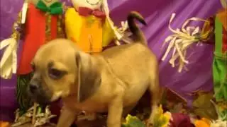 MALE PUGGLE (PUG X BEAGLE)