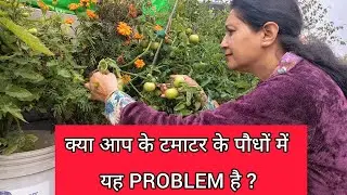 Problem In Tomato Plants - 079🍅