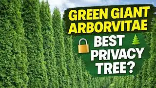 Green Giant Arborvitae | Thuja standishii x plicata | Thuja 'Green Giant'