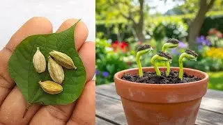 🌱 How to Grow Cardamom Tree From Seed at Home | Easy Step-by-Step Guide 🌱  #livestream #live