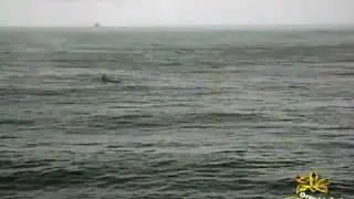 ORQU&Iacute;DEA NEGRA - Remando no Mar