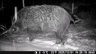 A Gigantic Boar