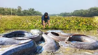 Best Hand Fishing - A Clever Boy Catching Catfish By Hand Under Water Hyacinth From Big Pond Water