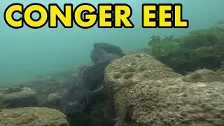 Huge Conger Underwater