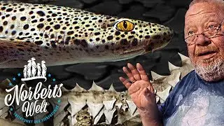 ERSTE HAIATTACKE! | KATZENHAIE LEGEN EIER! | NORBERTS WELT | Zoo Zajac