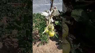 How to grow your own vegetables #fypyoutube #viralvideo #shortvideo #fyp #nature Namibia 🇳🇦