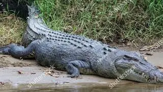 Colombo&rsquo;s seagoing crocodiles under pressure after diver&rsquo;s killing