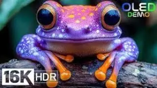 Incredible 4K Videos of Wildlife | 4K 60FPS HDR Dolby Vision
