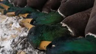 Duck Hunting: 