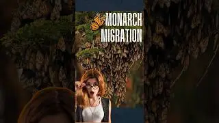 Monarch Butterfly Migration Mexico: Forests Alive with Wings #travel #nature #mexico