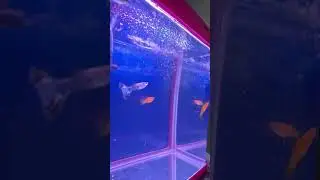 Fish pet fun is live