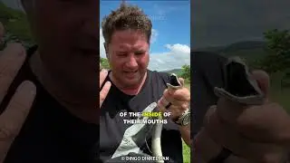 Black Mamba | The Deadliest Snake On Earth