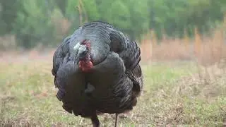 The Wild Turkey&mdash;The Guardian of America&rsquo;s Forests: History. Biology, #animals #nature #naturelovers