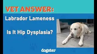 VET ANSWER: Labrador With Hind Limb Pain - Is It Hip Dysplasia?