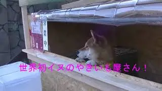 Ken kun; A Smart Shiba Inu manages a Roast Potato stand in Japan