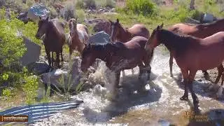 Wild Horse Gathering at the Creek - A Refreshing Scene You'll Enjoy!  Watch and see WHO'S THE BOSS!