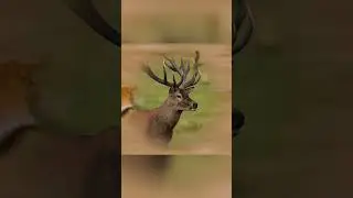 The Fastest Animals #fastanimals #wildlife #wildanimals