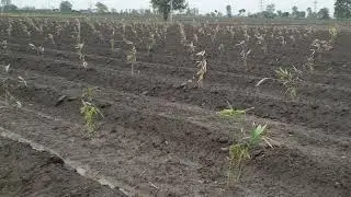 Bamboo farming - Bambusa Tulda at Hisar, Haryana