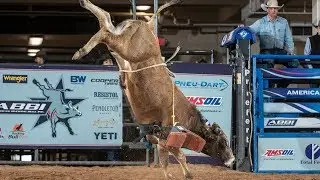 Future World Champion Bulls? 🤔: Bucking Bulls Before They Get Ridden