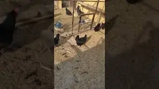 pure Australorp